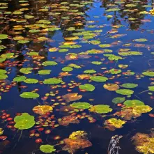 Lily pads on murky water