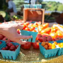 tomatoes