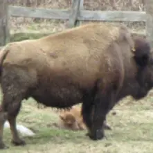 Big Buffalo stands in a field