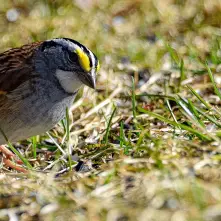A sparrow stands on grass