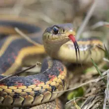 garder snake