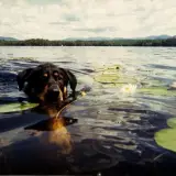 A floppy eared rottweiler swims through the lily pads.