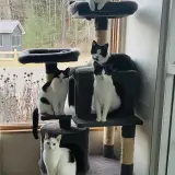 black and white cats