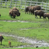 Many buffalo explore the lush grasses