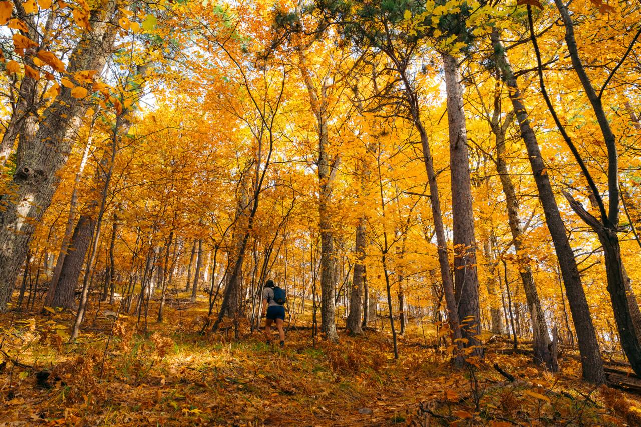 Cobble trees in the fall