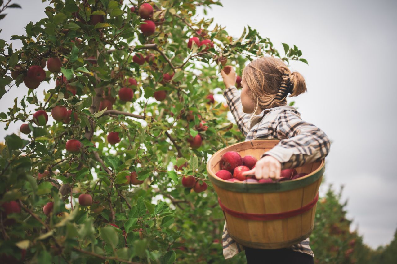 A woman picks apples in an apple orchard.