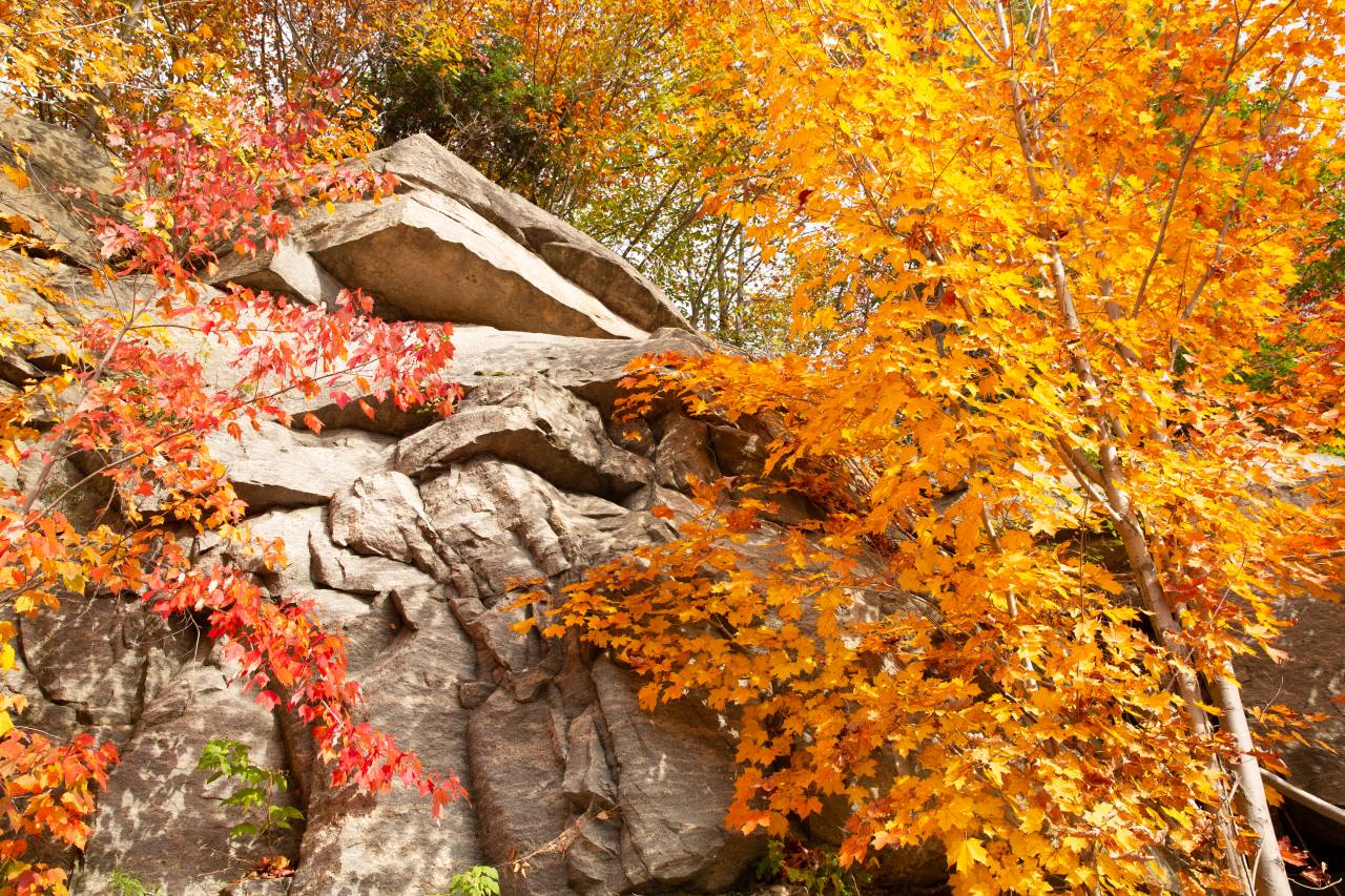 Red and orange autumn leaves next to a gray rock cliff.