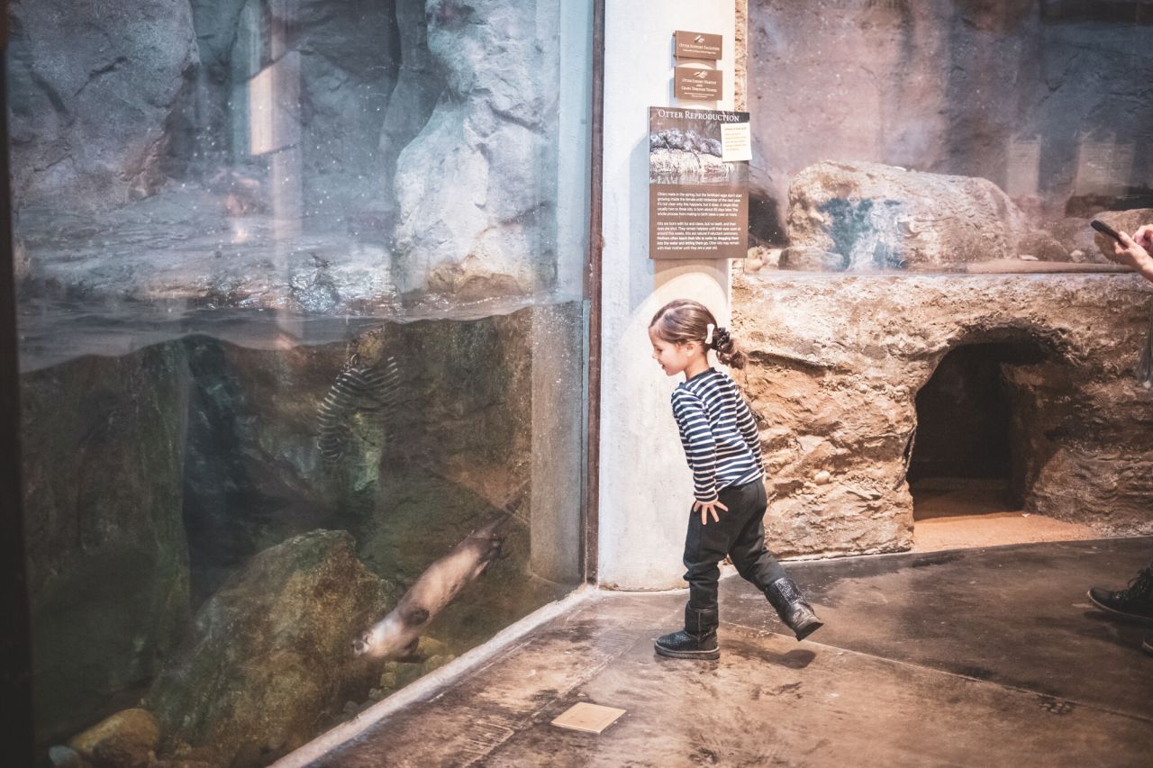 Otter at The Wild Center