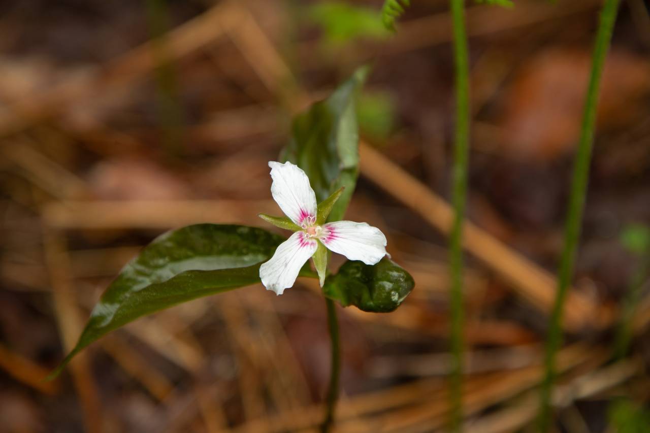 wildflower