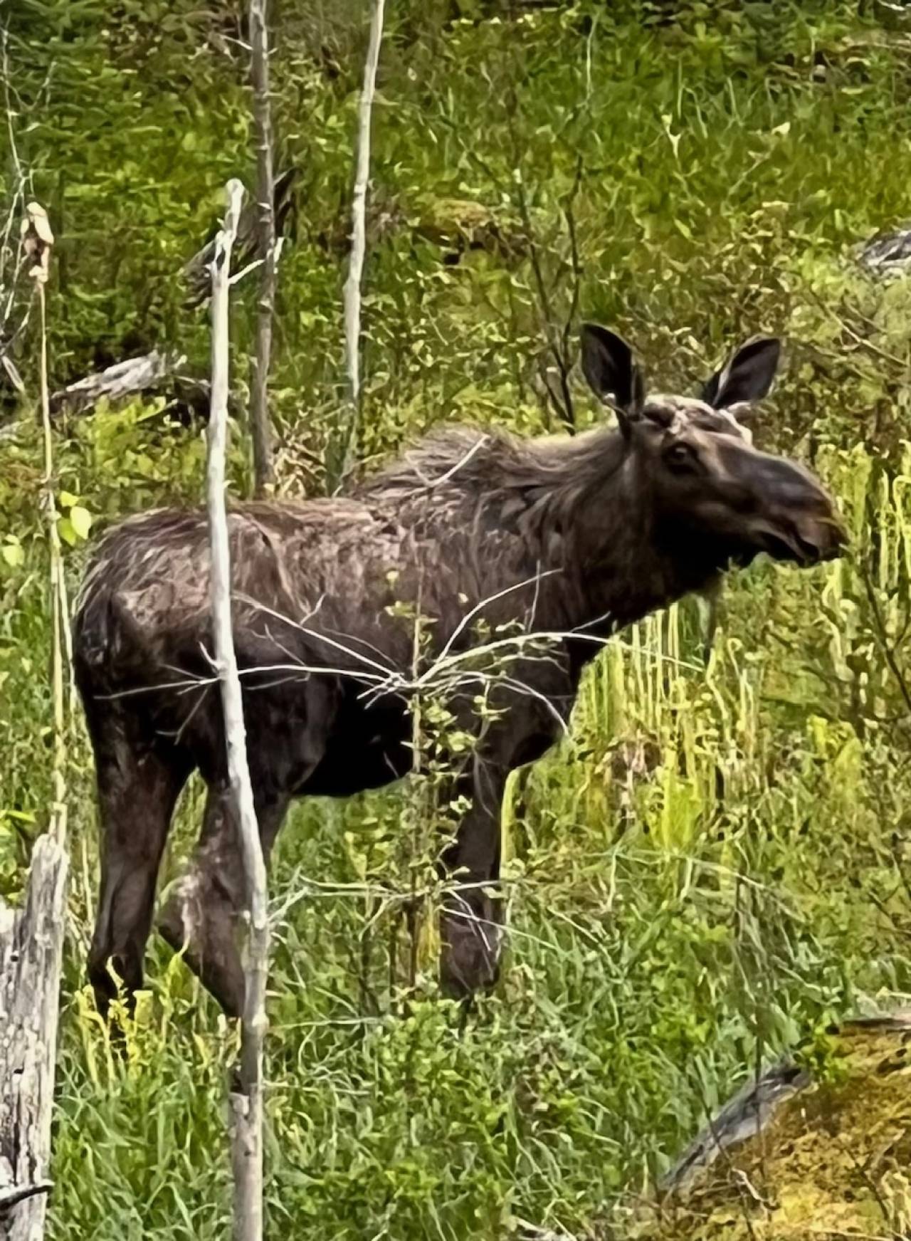 A small bull moose standing in the woods.