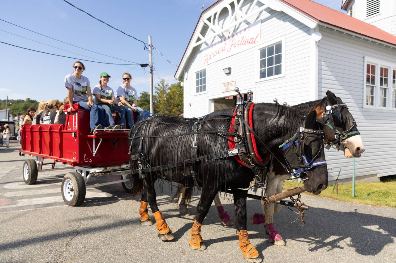 Horse rides at the Adirondack Harvest Festival. 