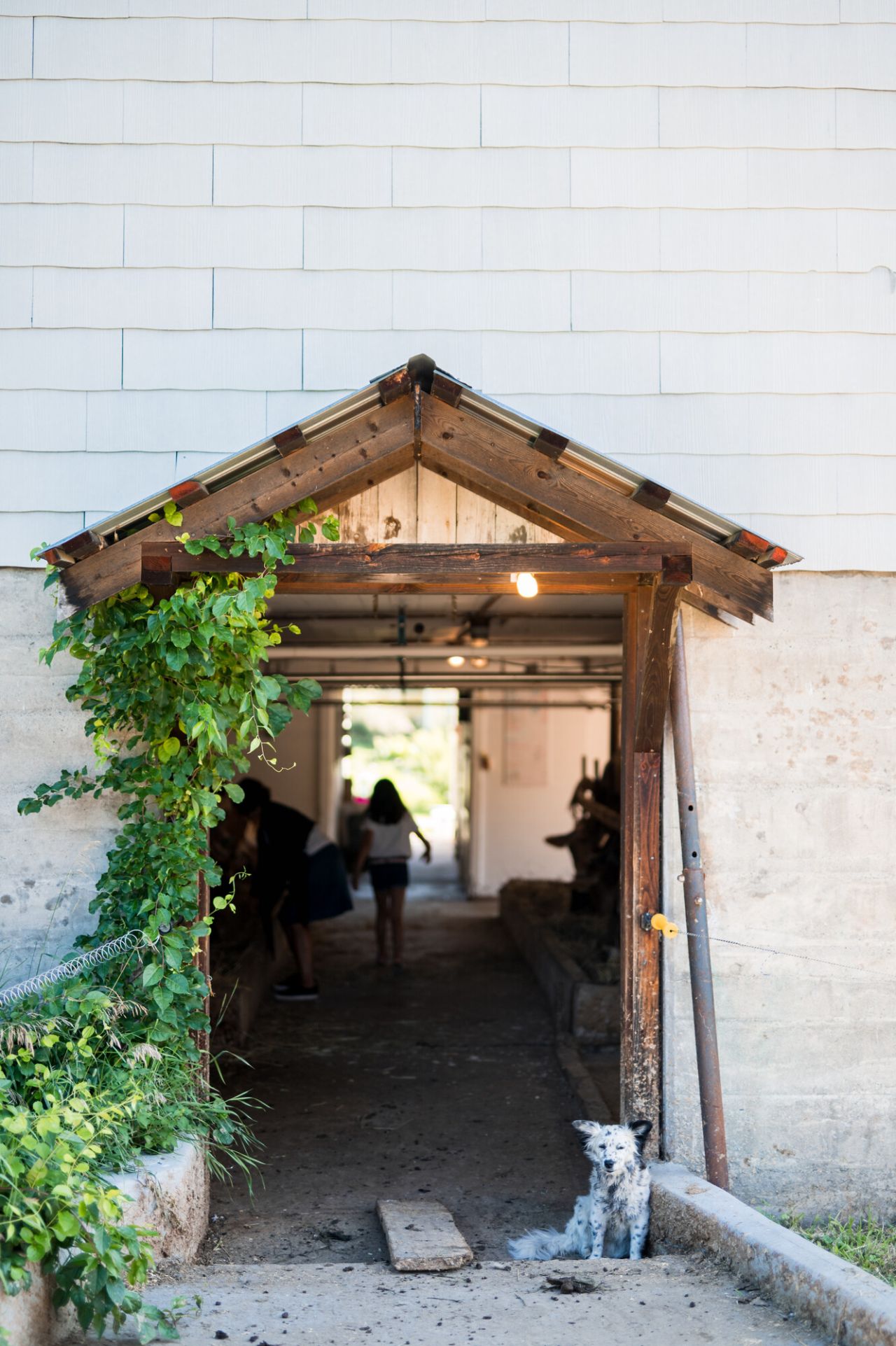 A woman and young girl walk into a white barn filled with cows. 