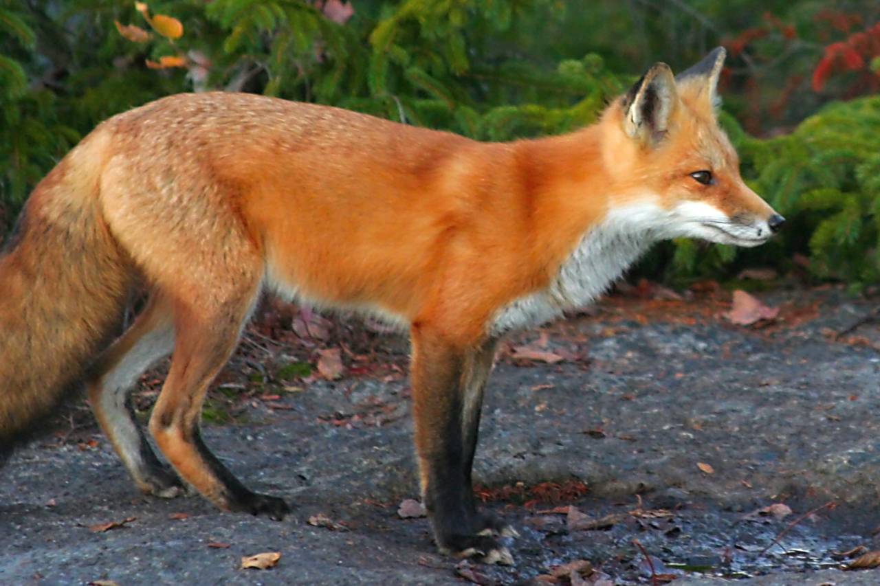 A red fox