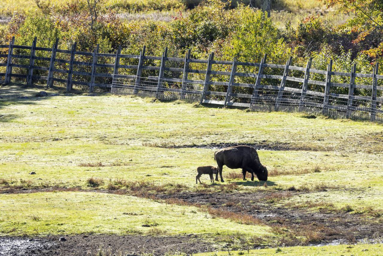 A buffalo and calf graze in a fall field. 