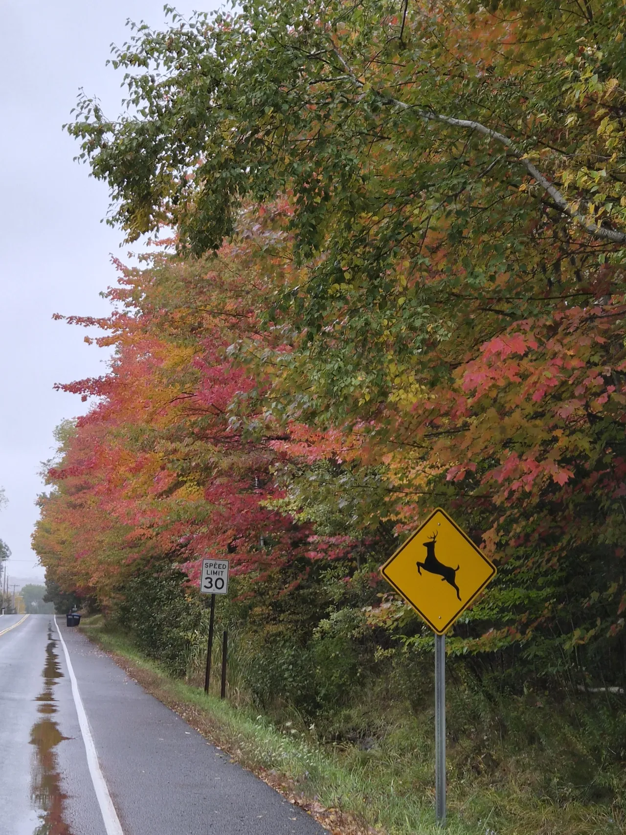 A bright yellow deer crossing sign on a roadside is framed by bright orange, yellow, and red foliage.