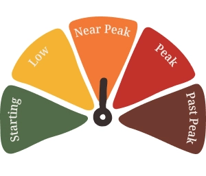 Fall foliage is at near peak.
