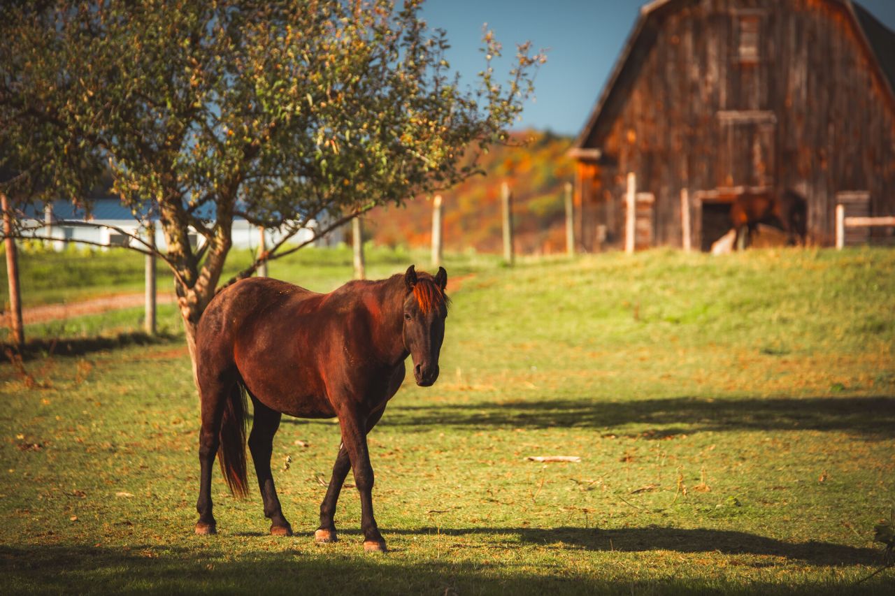 A brown horse walks in a pasture of a farm.