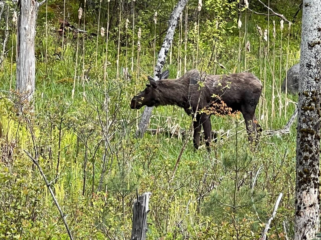 A moose standing in the grass