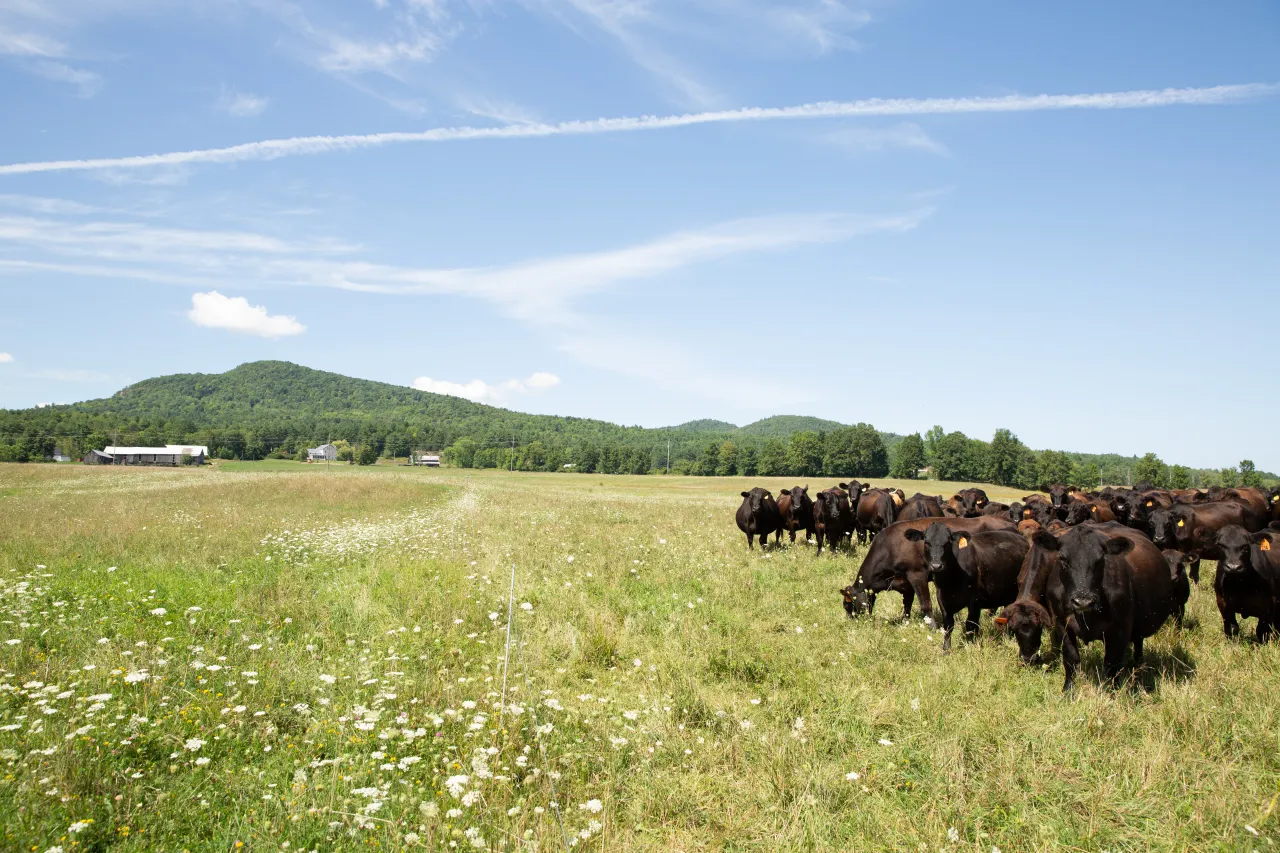 cattle in a field