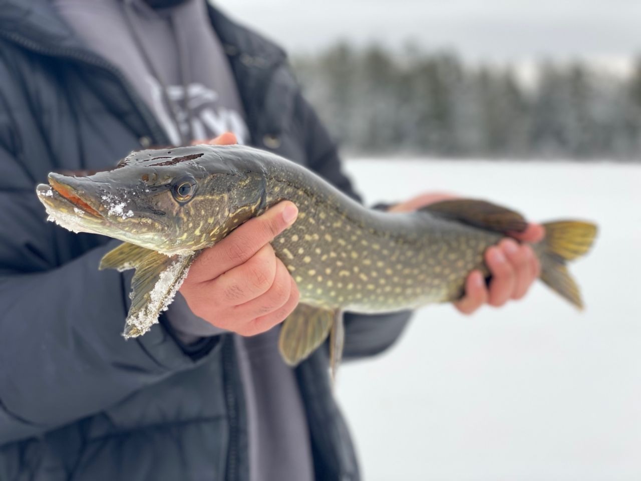 Ice fishing catch