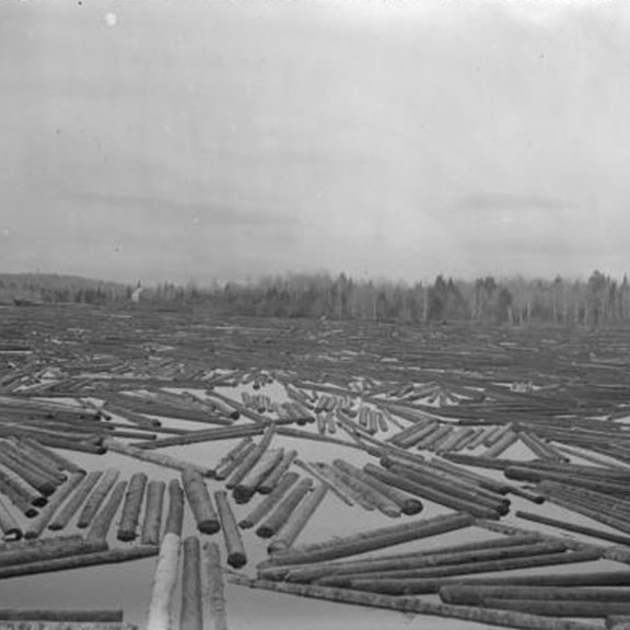 A square black and white image of a lake or pond filled with freshly felled logs.
