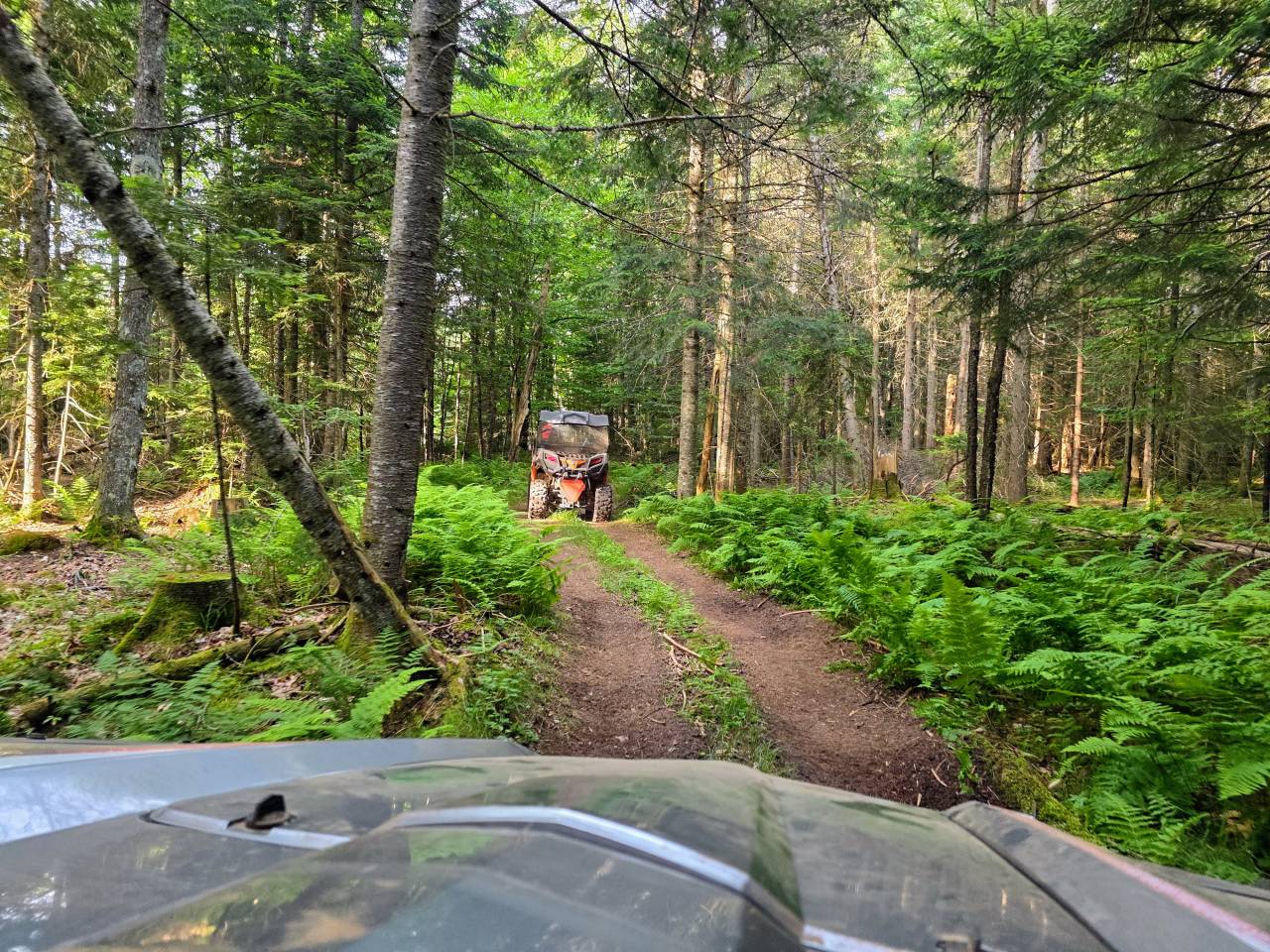 UTV on wooded path surrounded by greenery.