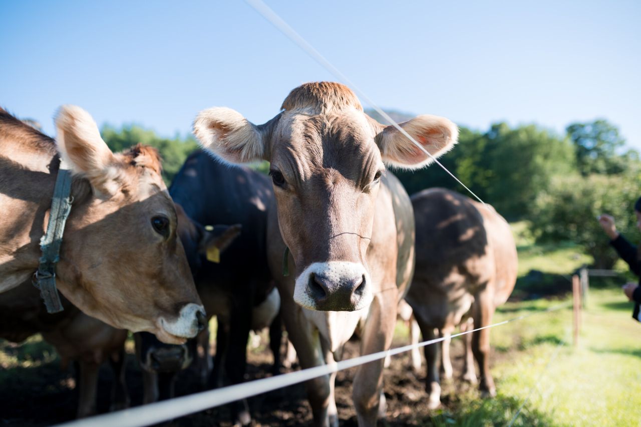 A brown cow stares into the camera on a sunny day. 