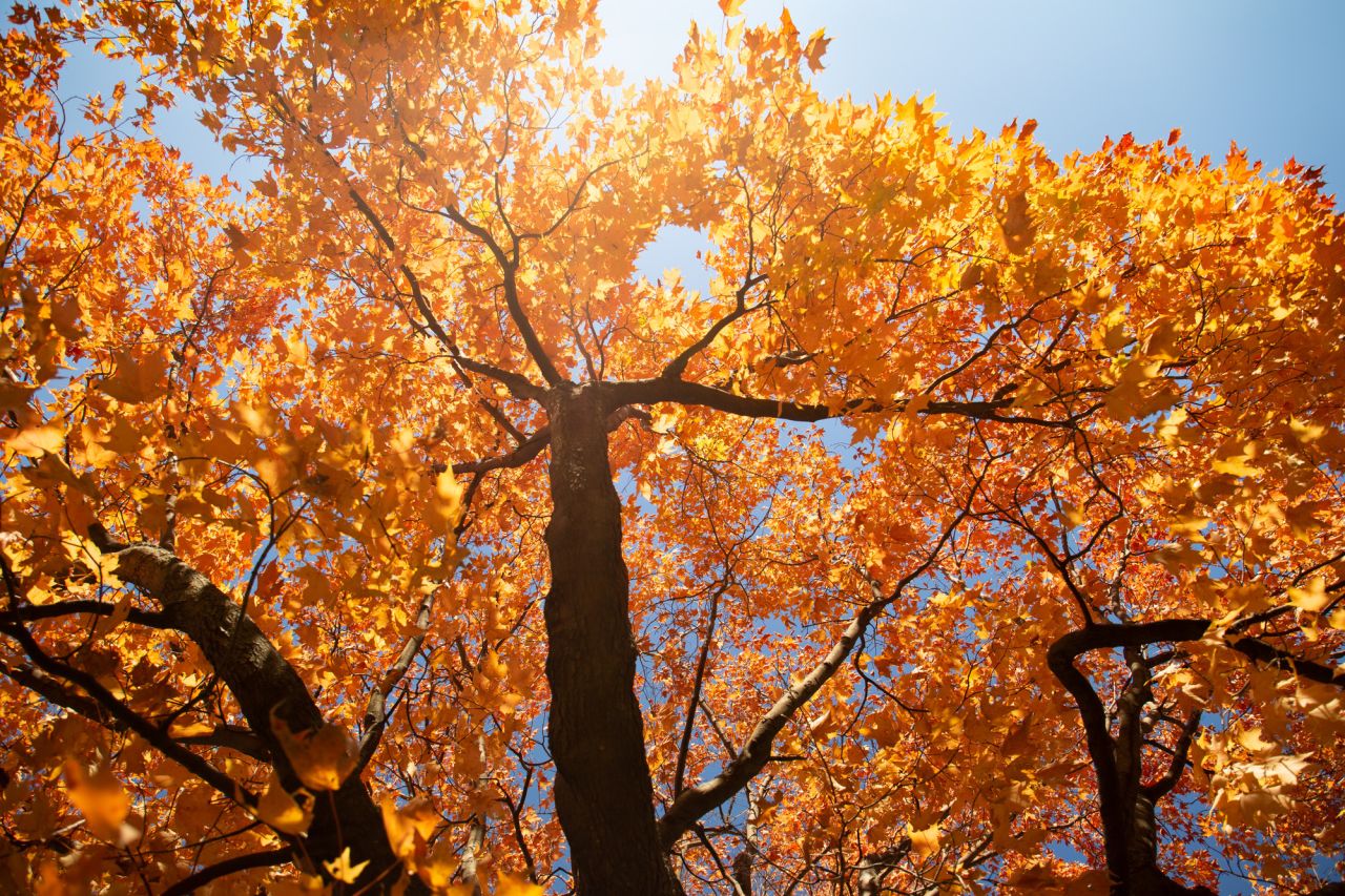 Orange leaves and fall foliage.