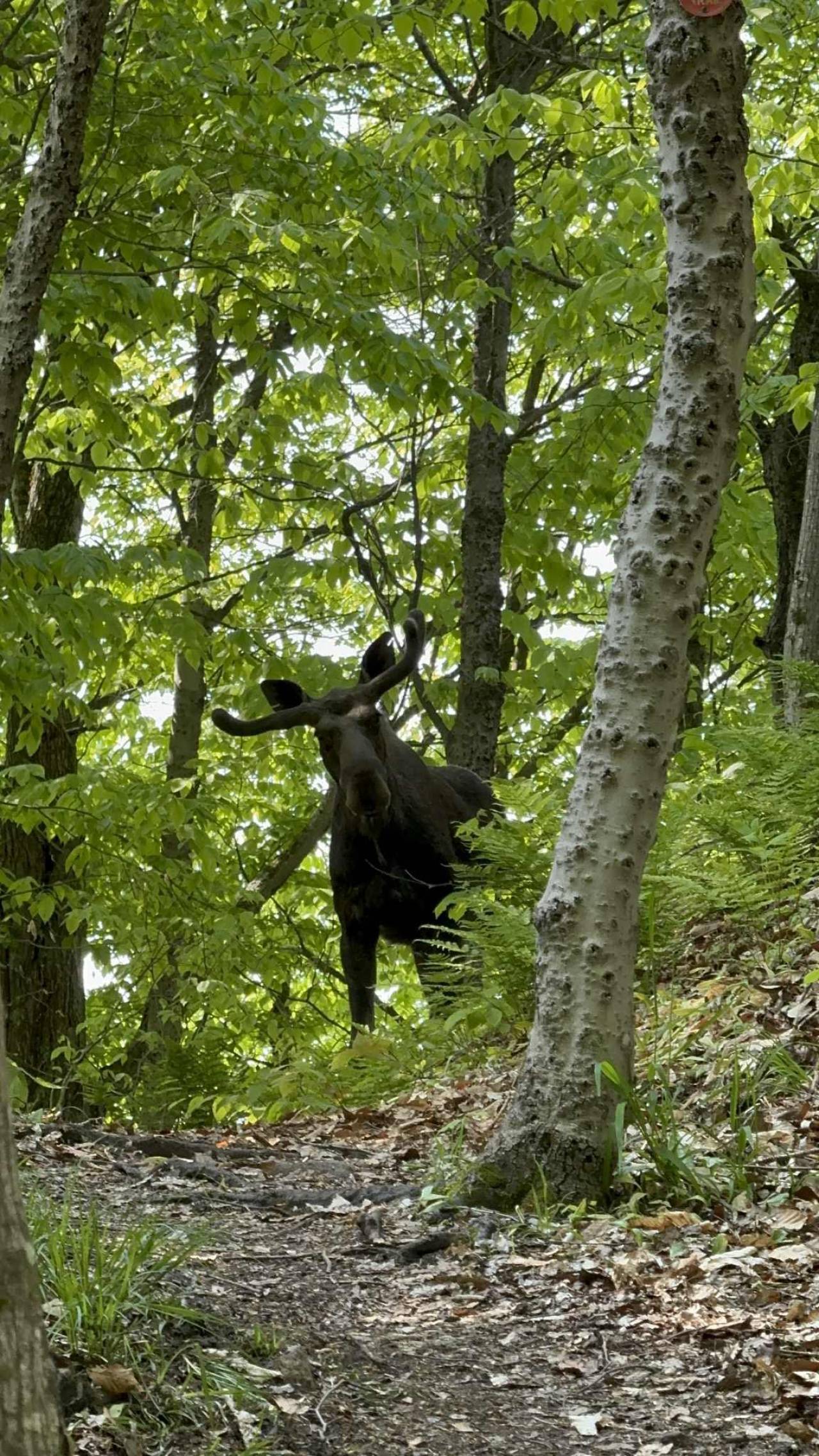 A bull moose standing in a forest. 