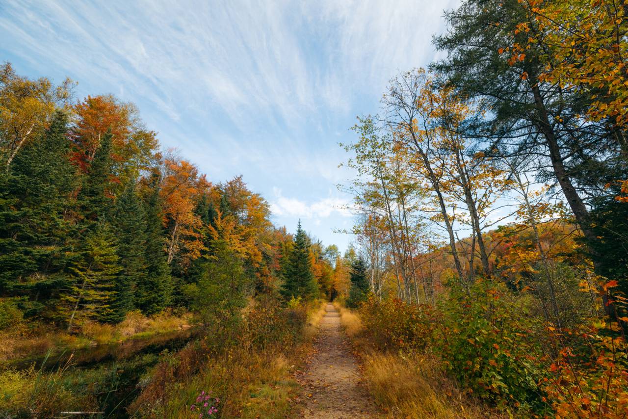 Bloomingdale Bog in the fall