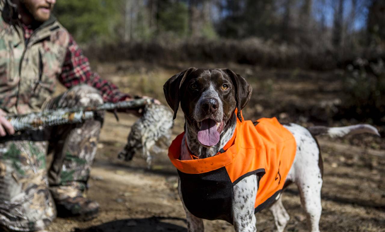 A dog in a hiking vest in the woods.