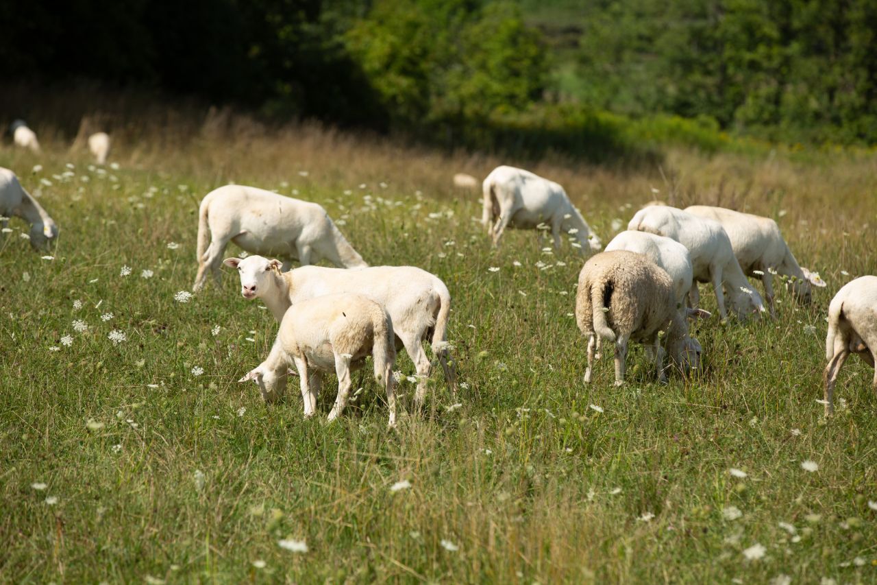 A herd of lambs graze in the grass.