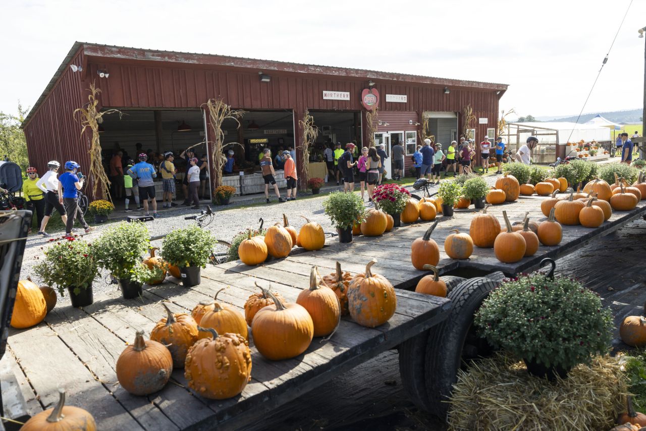 An apple farm displays pumpkins to be bought.