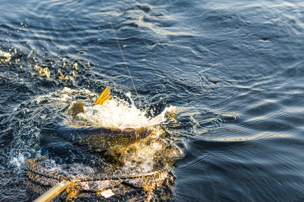 A northern pike being caught