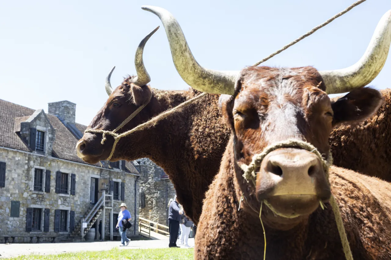 Animals at Fort Ticonderoga.
