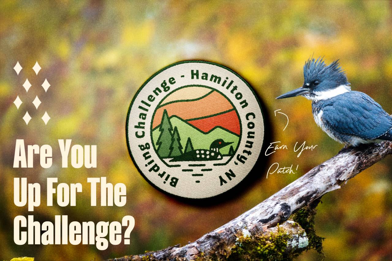 mockupsbirdingdigitalgraphics