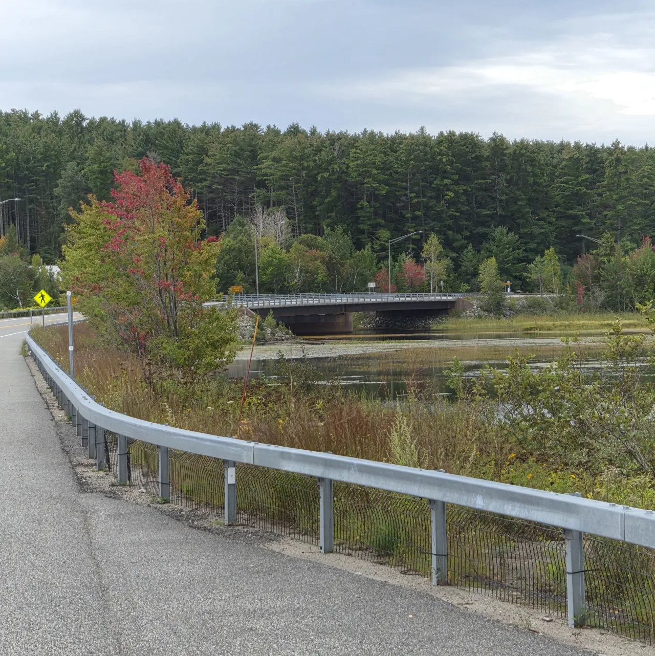 A single tree shows fall color amid a forest of green trees along a road and shallow pond.
