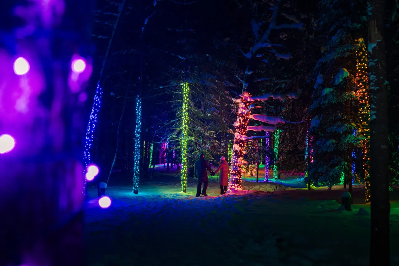 Colorful lights on trees in the woods - the wild center