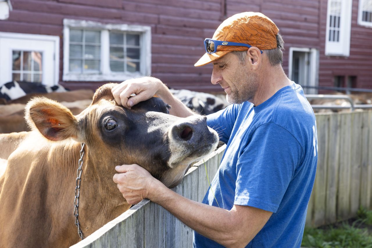 A man pets a cow at a farm.