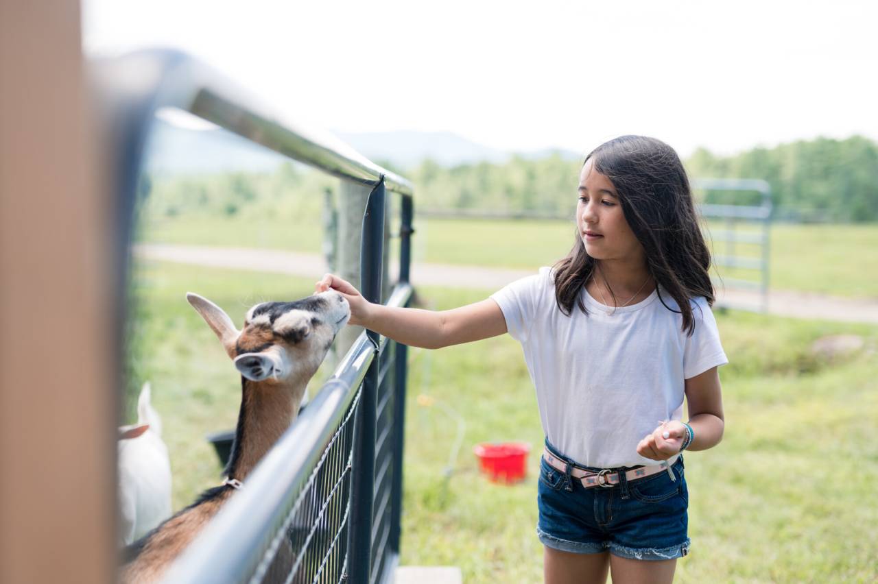 A young girl feeds a goat grain. 