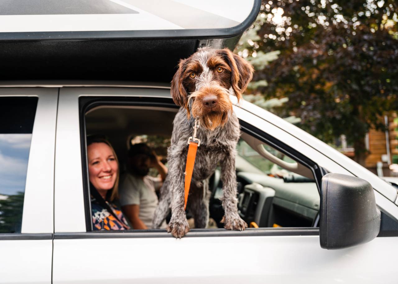 Car camping with a dog.