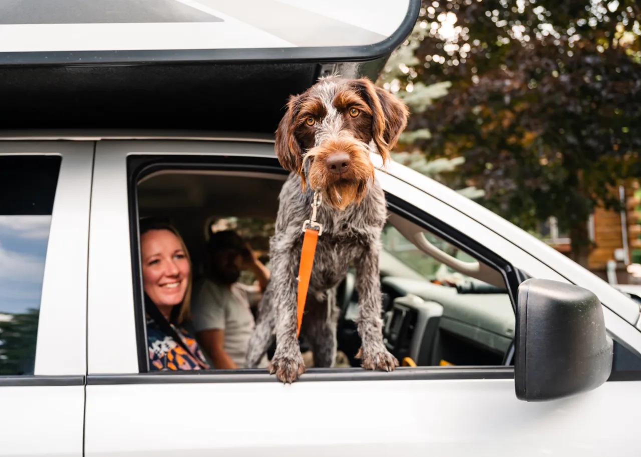 dog camping
