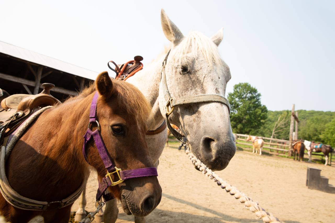 horses