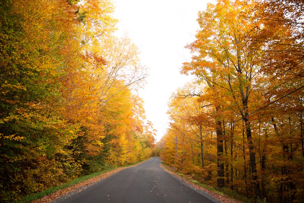 An empty road surrounded on both sides by a dense forest of trees with bright yellow and orange autumn leaves.