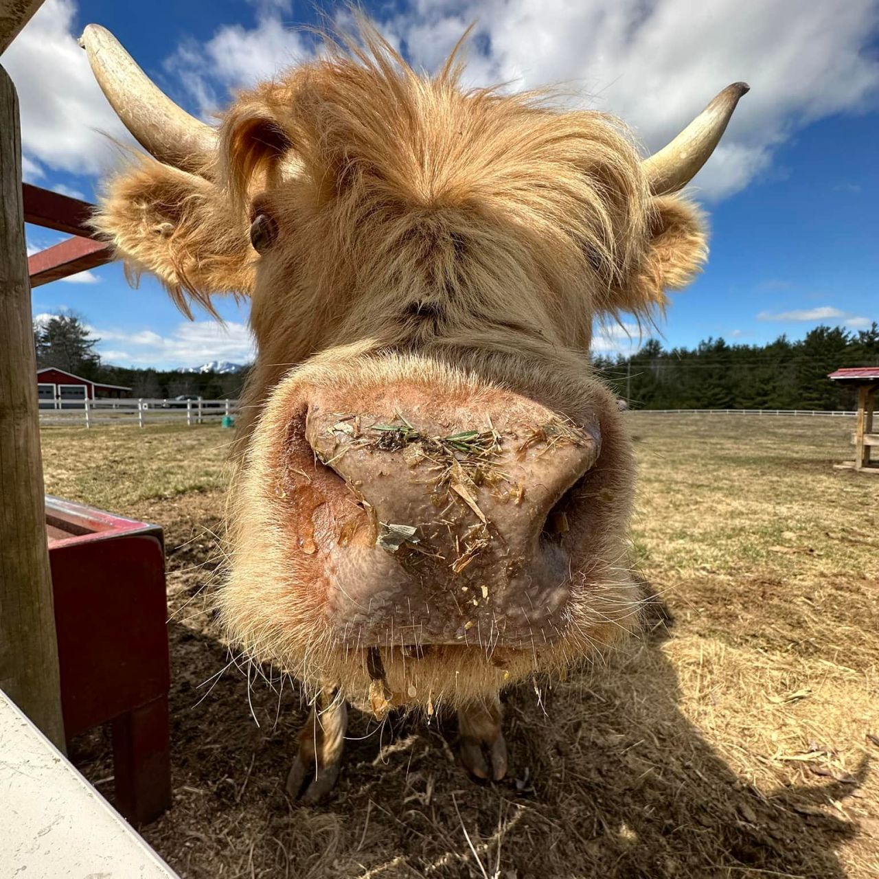 A highland cow gets up close to a camera. 