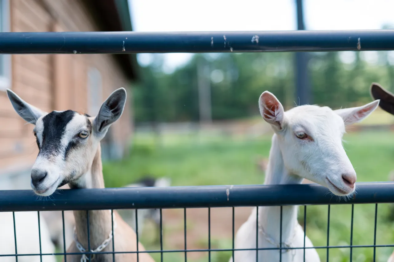 Two goats at a farm.