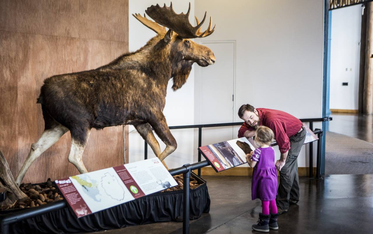 A moose exhibit at The Wild Center.