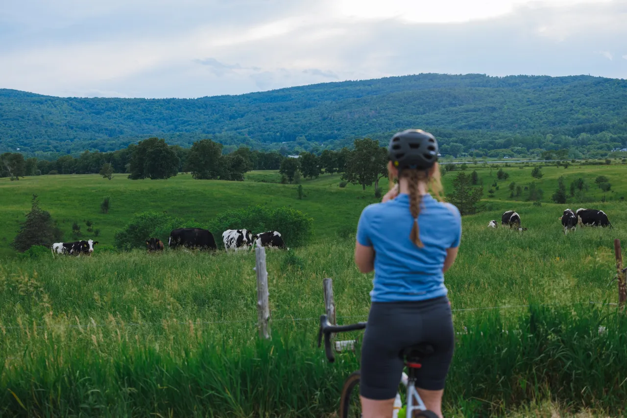 A cyclist taking a photo of cattle.