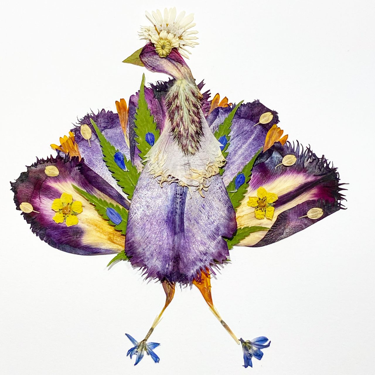 Wildly Pressed peacock artwork.