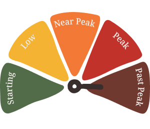 Fall foliage is at past peak.